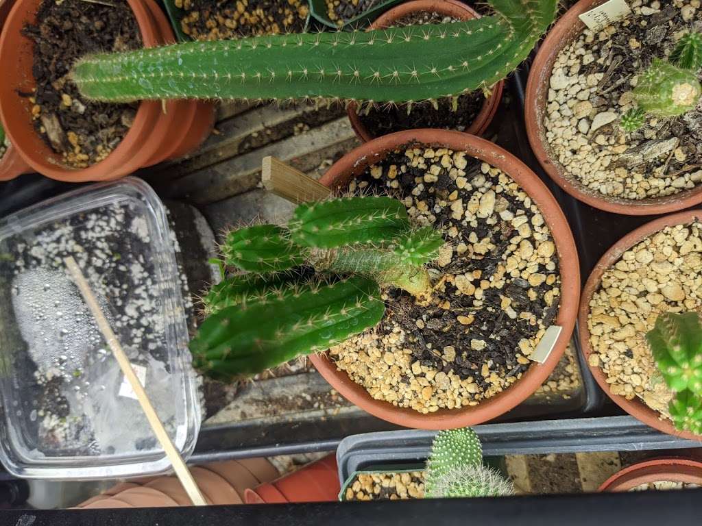 Cactus Land | 15 Owlshead Rd, Ashton, ON K0A 1B0, Canada | Phone: (613) 298-4905