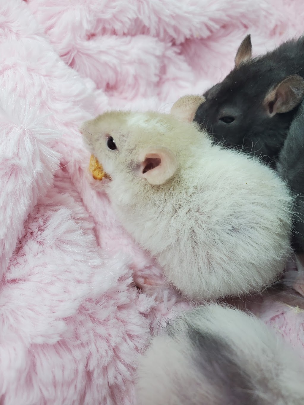 MyBKrats Rattery | 188 Park St, Cannington, ON L0E 1E0, Canada | Phone: (289) 385-3330