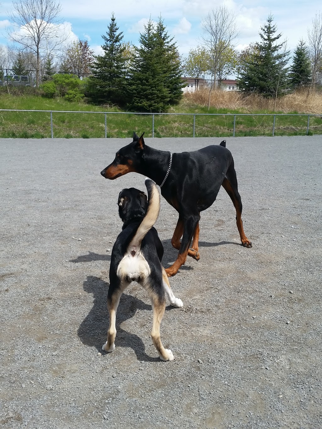 Parc canin | 425 Boul Jean-Baptiste-Rolland E, Saint-Jérôme, QC J7Z 2G9, Canada