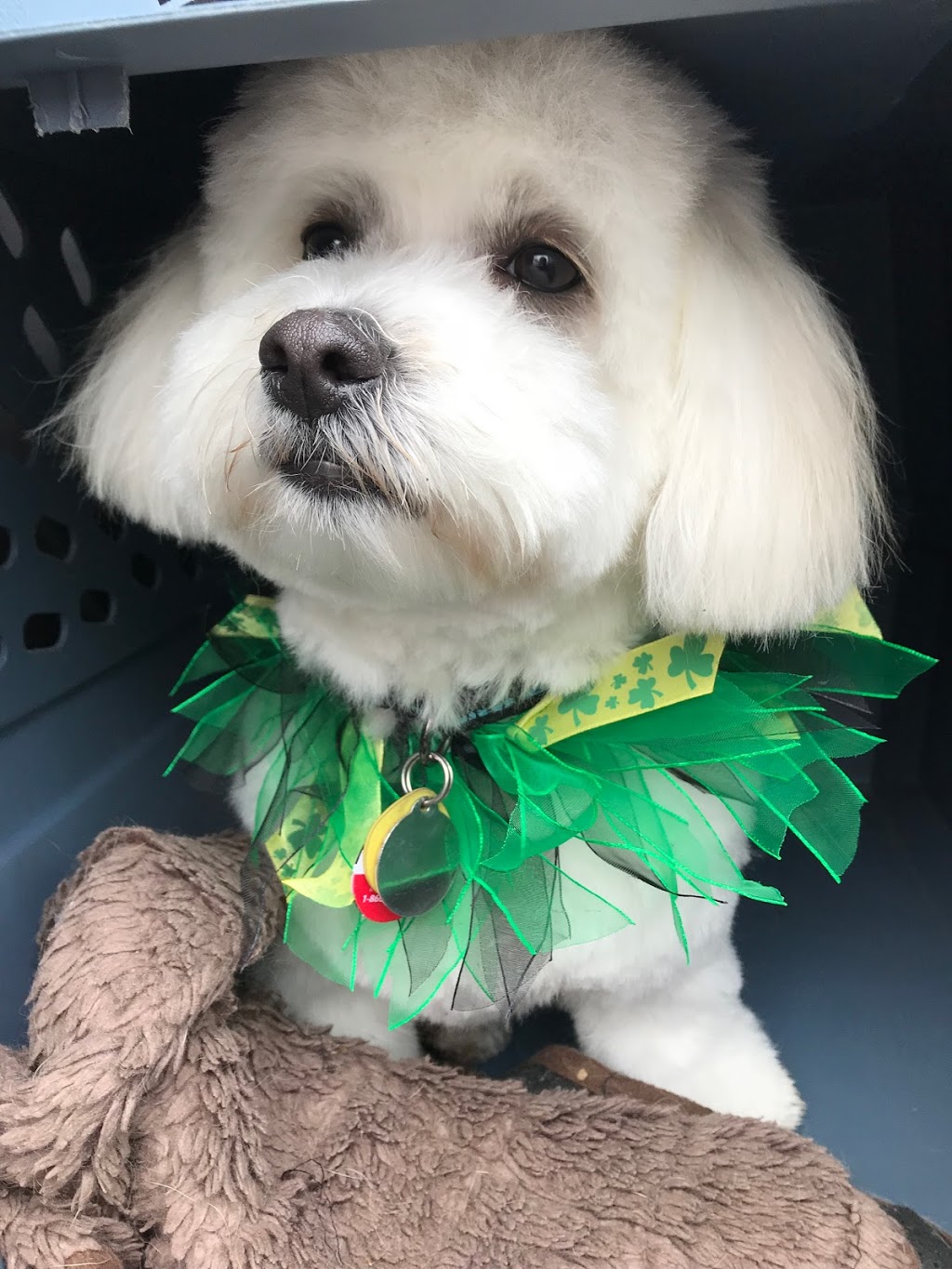 The Ontario Dog Trainer | 814 Lifford Rd, Bethany, ON L0A 1A0, Canada | Phone: (705) 277-1503