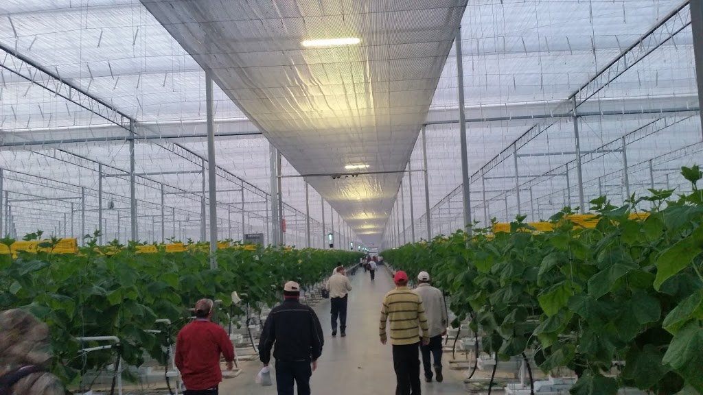 Vine Fresh Acres Ltd. | 420 Essex Road 14, Leamington, ON N8H 3V8, Canada | Phone: (519) 326-8808