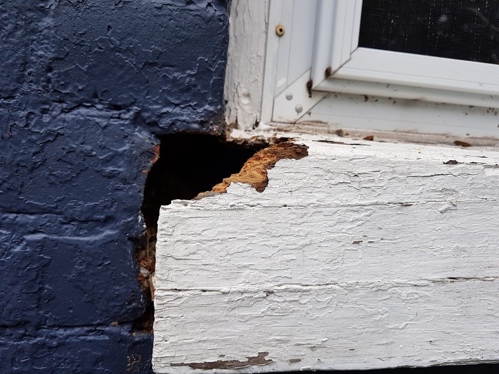 Annex Wildlife Control & Repair | 2831 Kingston Rd, Scarborough, ON M1M 1N2, Canada | Phone: (416) 459-1575