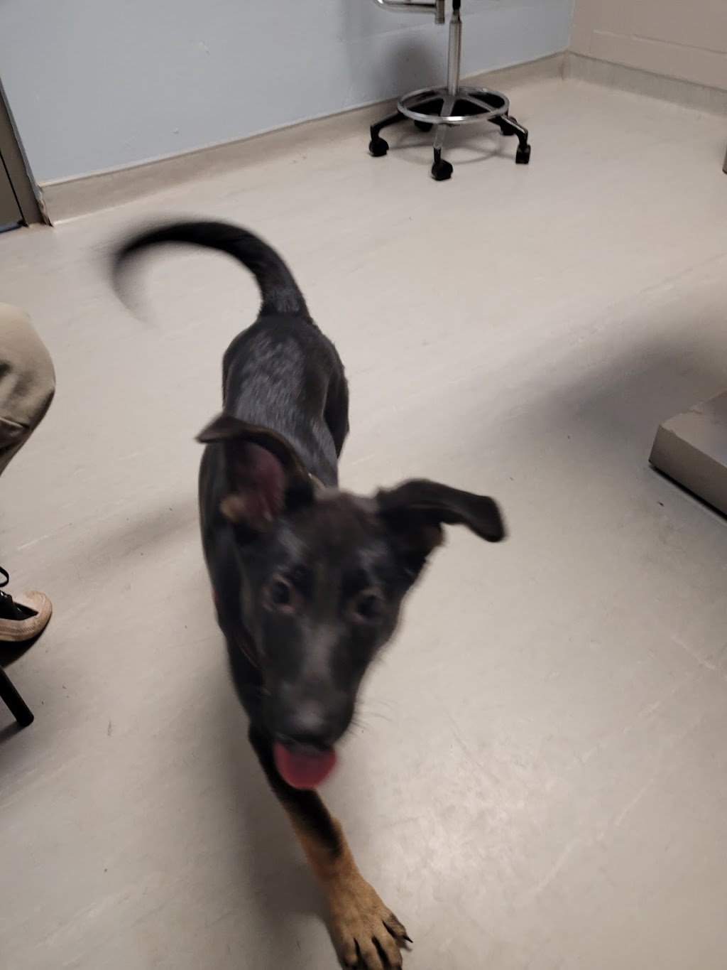 Atlantic Veterinary College (AVC) | 550 University Ave, Charlottetown, PE C1A 4P3, Canada | Phone: (902) 566-0882