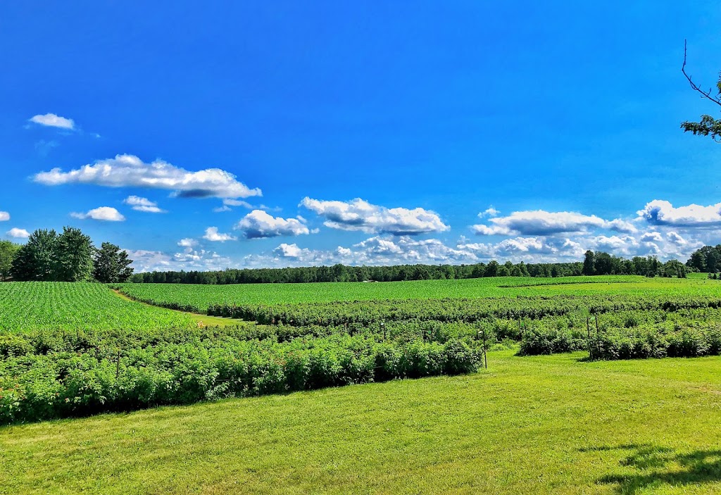 Marcys Berries | 1727 Valens Rd, Puslinch, ON N0B 2J0, Canada | Phone: (519) 623-0219