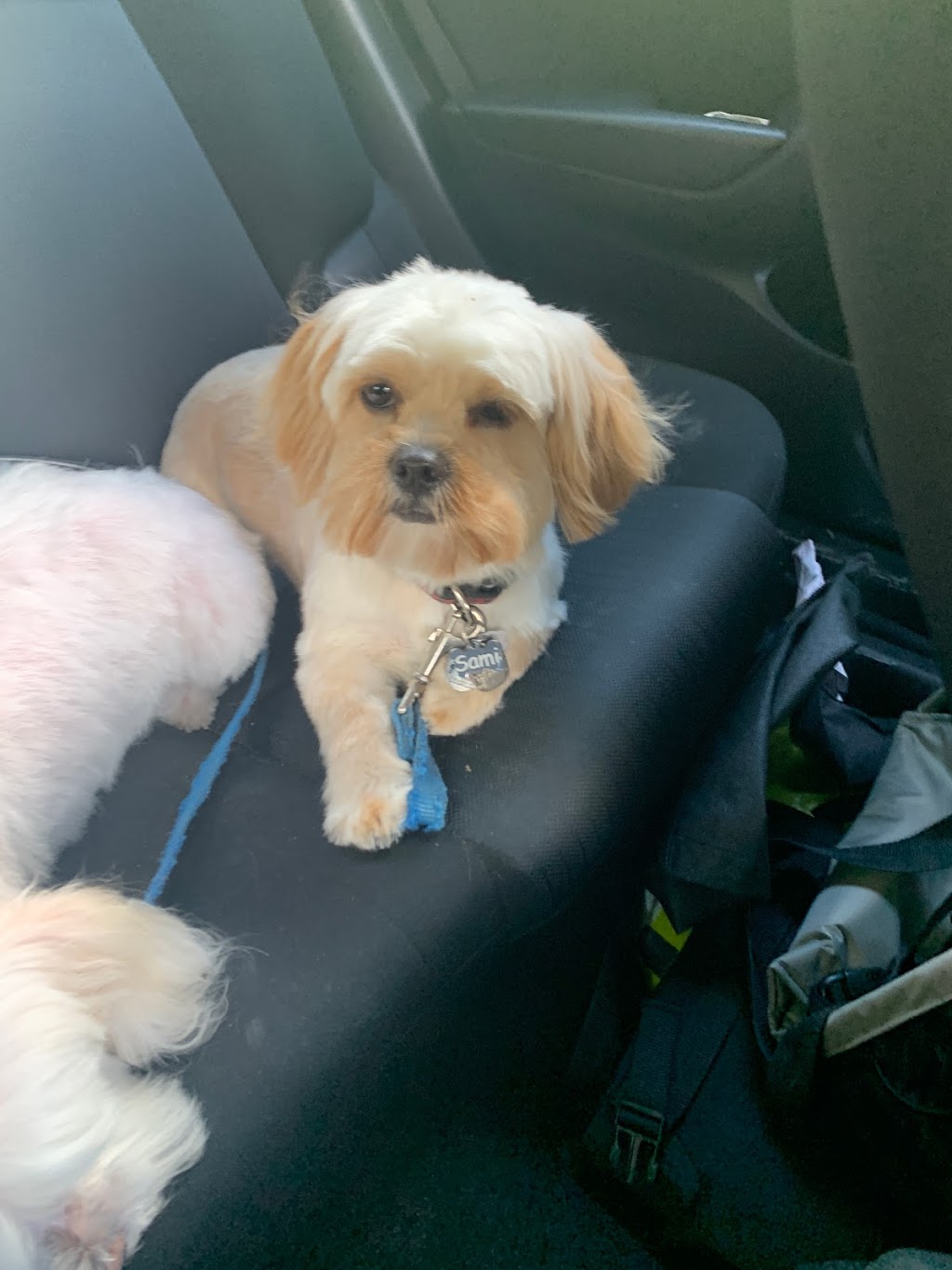Country Dog House Grooming Salon | 864 Innisfil Beach Rd, Innisfil, ON L9S 2C2, Canada | Phone: (705) 431-4050