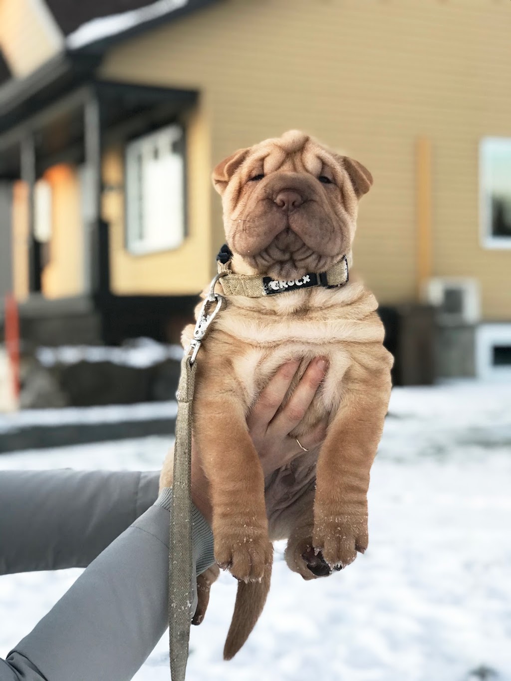 Crocx - Produits naturels de chanvre pour animaux | 455 4e rang de Simpson, Saint-Cyrille-de-Wendover, QC J1Z 1T8, Canada | Phone: (819) 850-2643