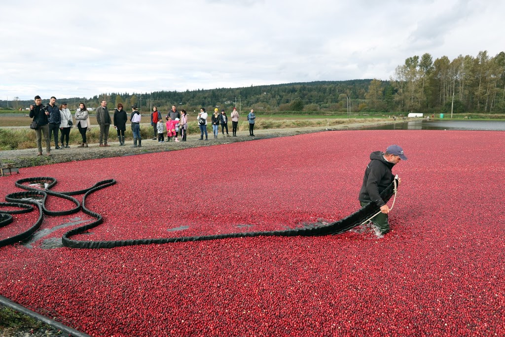 THE BOG Riverside Cranberry Farm | 26885 88 Ave, Langley City, BC V1M 3L8, Canada | Phone: (604) 614-7625