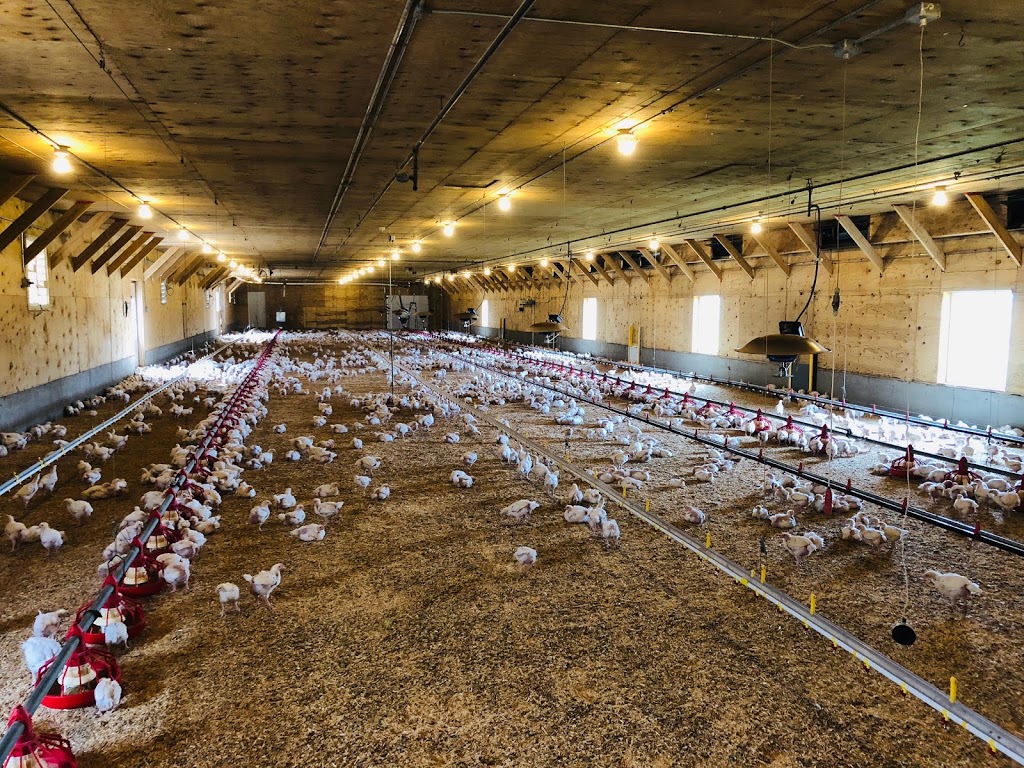 Fraser Valley Specialty Poultry | 4540 Simmons Rd, Chilliwack, BC V2R 4R7, Canada | Phone: (604) 823-4435