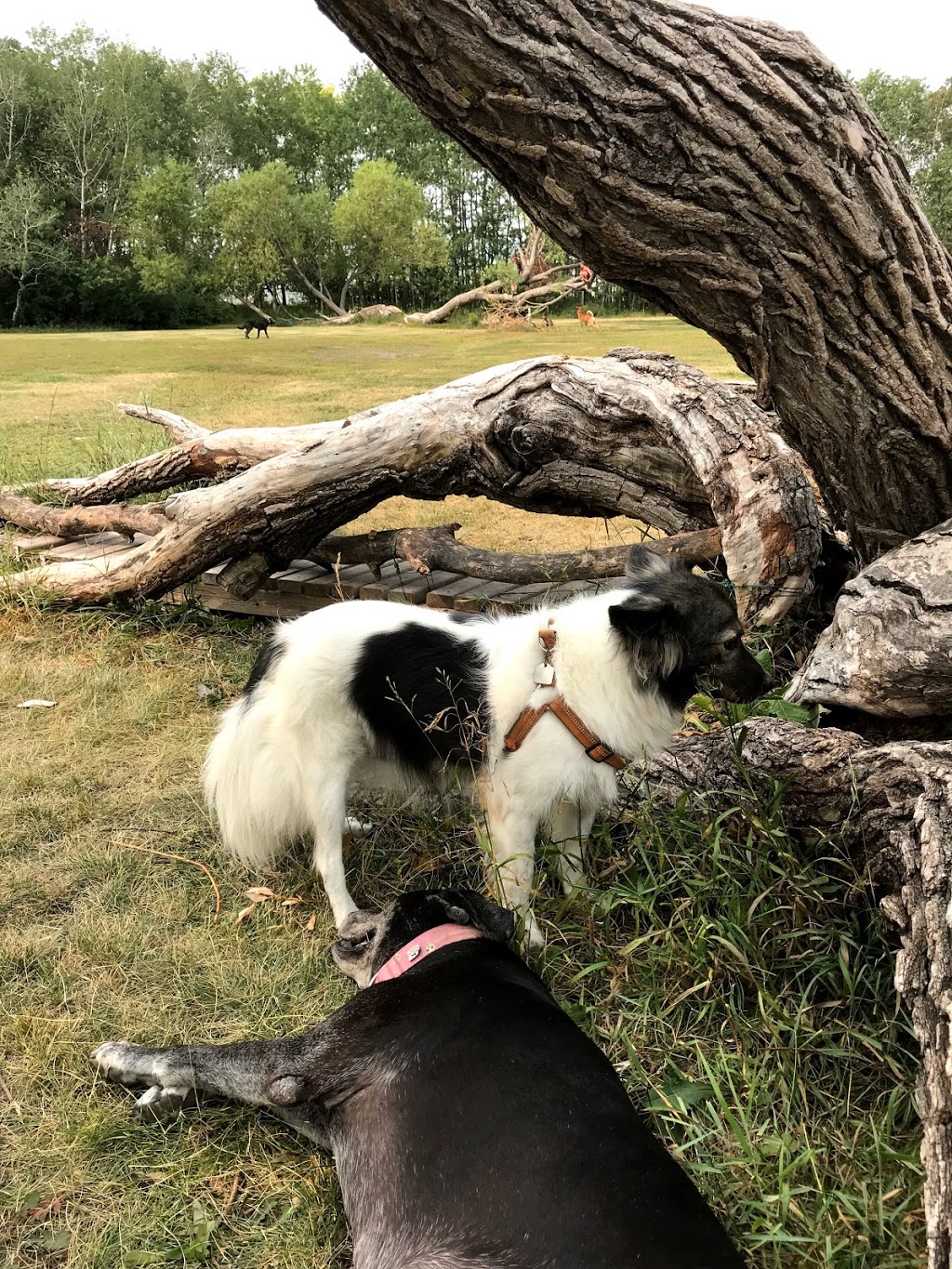 Dog Park | 4000 Grant Ave, Winnipeg, MB R3R 0L1 Grant Ave, Winnipeg, MB R3R 0L1, Canada