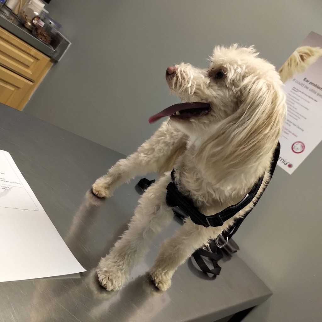 Mitchell Animal Hospital - 408 Gage Ave, Kitchener, ON N2M 5C9, Canada Mitchell Animal Hospital - 408 Gage Ave, Kitchener, ON N2M 5C9, Canada