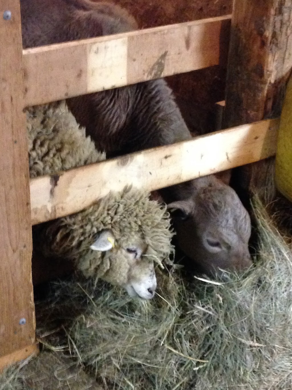 Little Creek Farm & Sanctuary | 7372 Snake Island Rd, Greely, ON K4P 1N2, Canada | Phone: (613) 913-3158