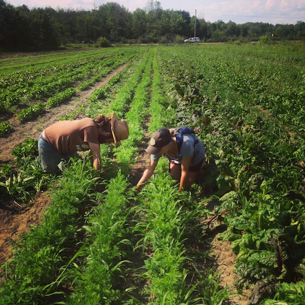 Roots and Shoots Farm | 115 Chemin de la Beurrerie, Alcove, QC J0X 1A0, Canada | Phone: (613) 897-8975