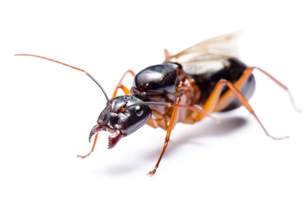 Ally Pest Control Inc. | 4663 Durant St, Port Alberni, BC V9Y 1G3, Canada | Phone: (250) 918-8203