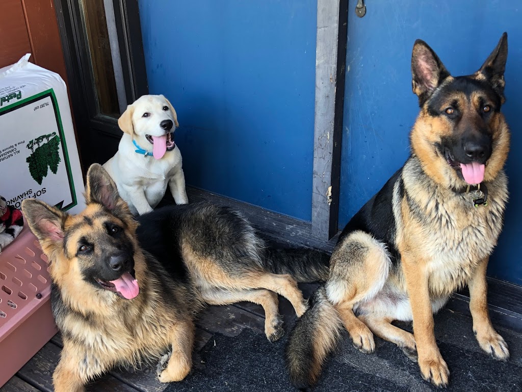 Doggie Stay n Play | 3936 Old Beverly Rd, Cambridge, ON N1R 5S7, Canada | Phone: (519) 503-9936