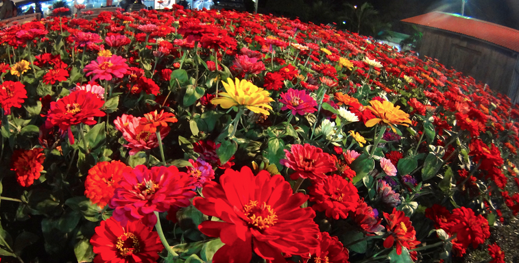 Fantaisie Florale 2000 | 1446 Rue Du Pont, Marieville, QC J3M 1G2, Canada | Phone: (450) 460-7171