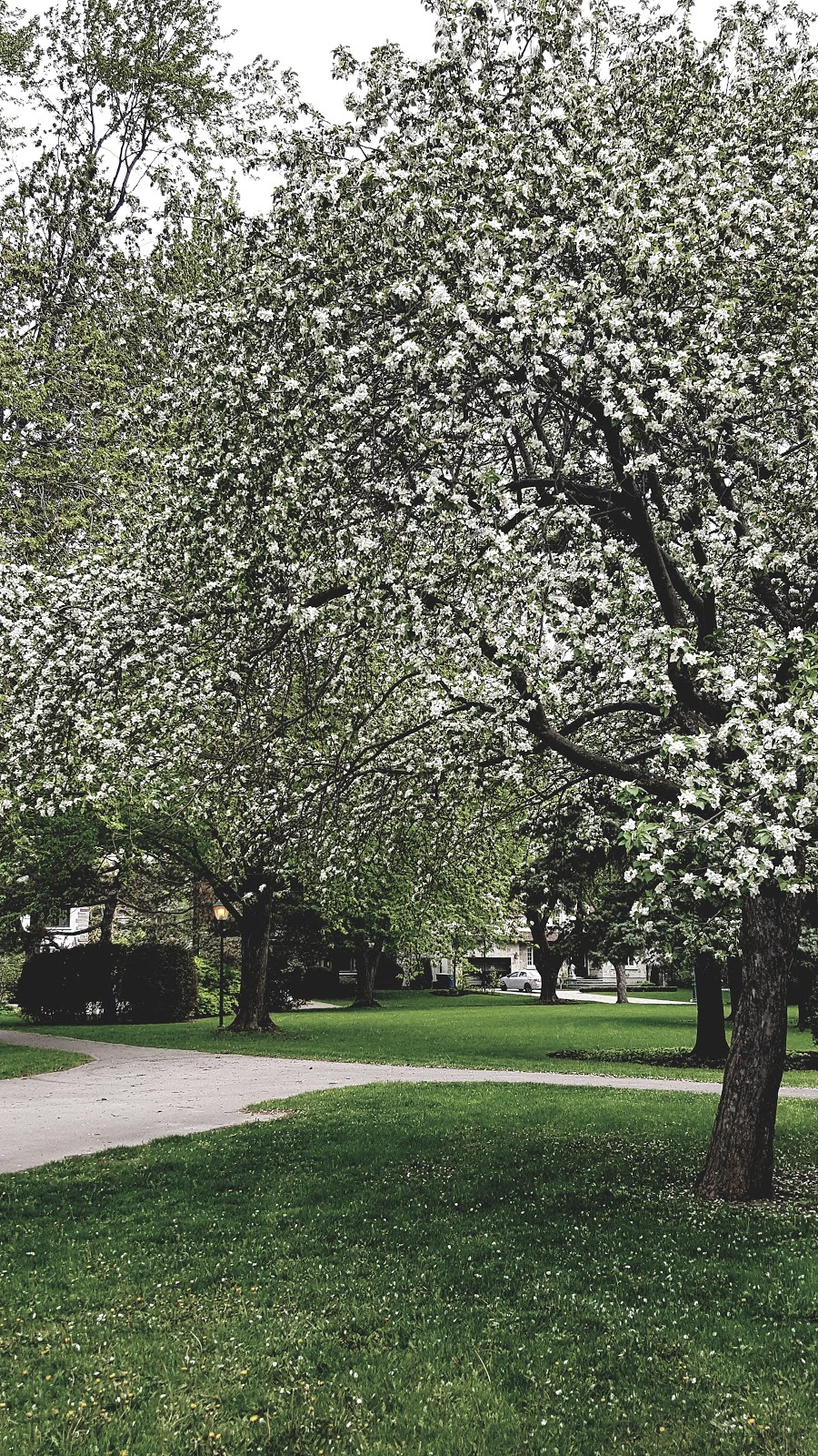 Gundy Park | 2211 Chemin Sunset, Mont-Royal, QC H3R 2Y5, Canada | Phone: (514) 872-0311