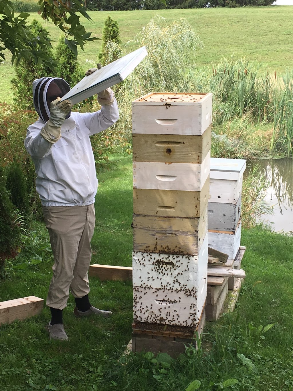 First Defence Pest Control | 185 Memorial Dr, Brantford, ON N3R 5S7, Canada | Phone: (519) 802-1178
