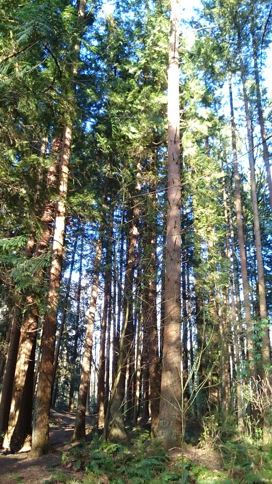 Redwood Park | 17900 20 Ave, Surrey, BC V3S 9V2, Canada | Phone: (604) 501-5050