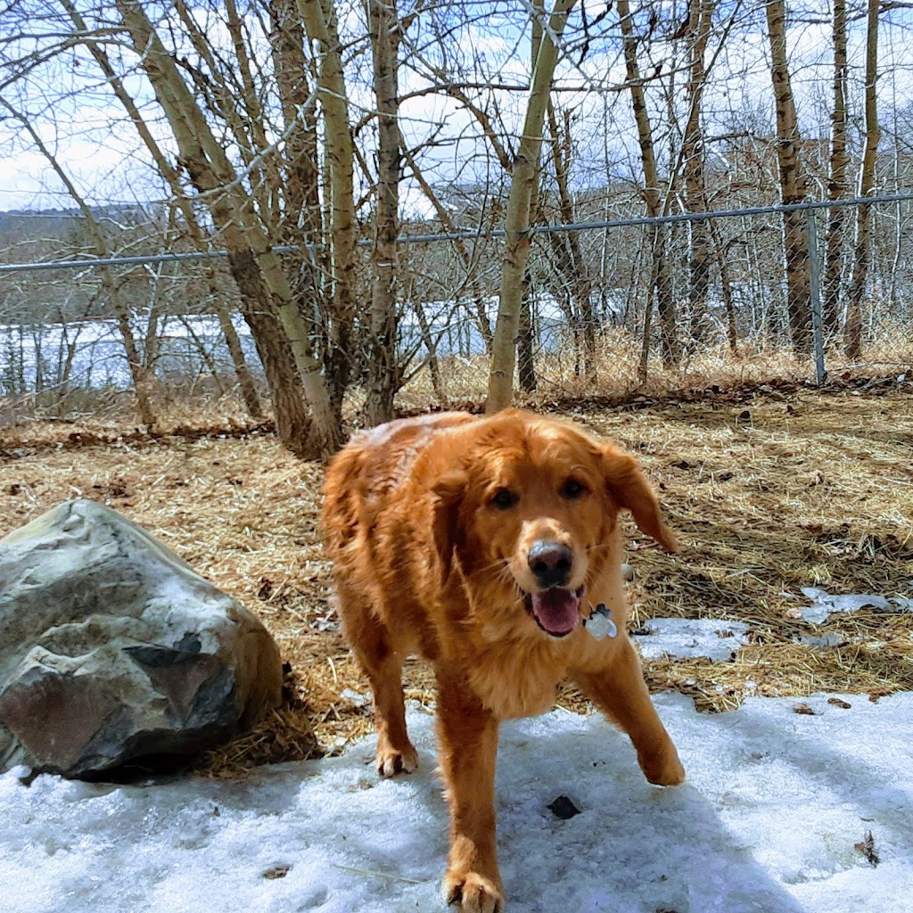 Hayleys Pets Play dog walker | 533 Schubert Pl NW, Calgary, AB T3L 1X3, Canada | Phone: (403) 467-0150