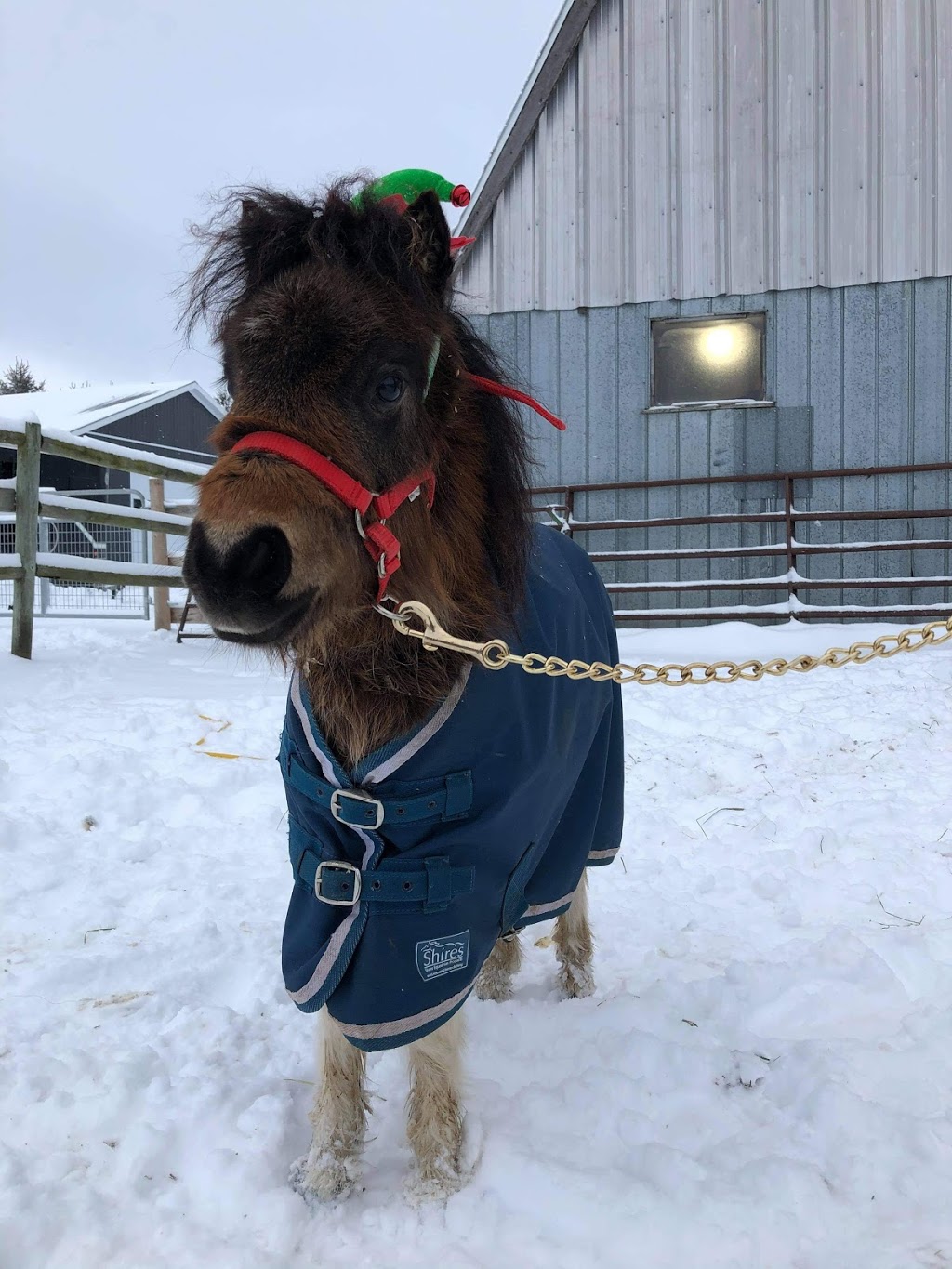 Maple Beech Farm | 796183 3rd Line E, Mulmur, ON L9V 0H2, Canada | Phone: (519) 925-9981