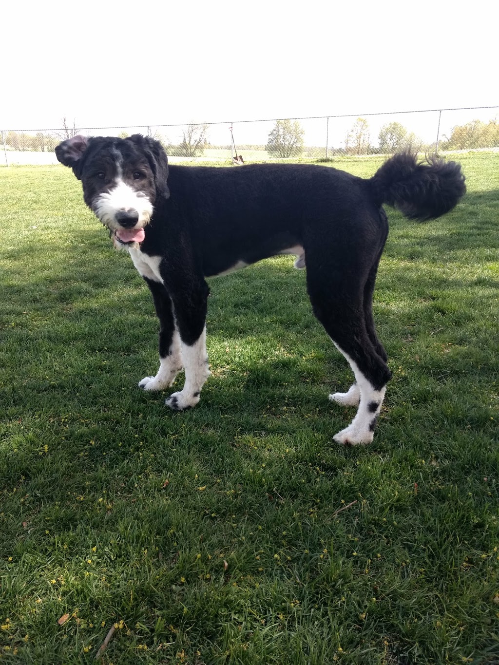 Masters N Hounds | 2517 Fischer-Hallman Rd, Ayr, ON N0B 1E0, Canada | Phone: (519) 696-3647