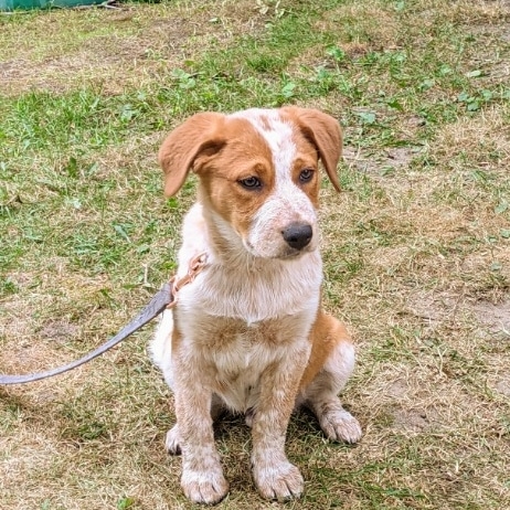 Cottage Country Dogs | 499 Bay St B, Orillia, ON L3V 3X8, Canada | Phone: (647) 520-9728