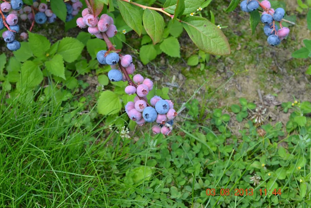 Bleuetière Maryse Bélisle | 180 12e Rang N, Saint-Nazaire-dActon, QC J0H 1V0, Canada | Phone: (819) 392-2249