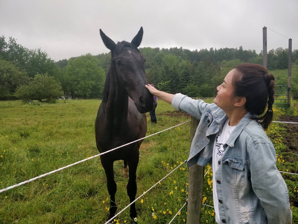 Legacy Equestrian Ctr | 166 George Whynot Rd, New Germany, NS B0R 1E0, Canada | Phone: (902) 644-2555