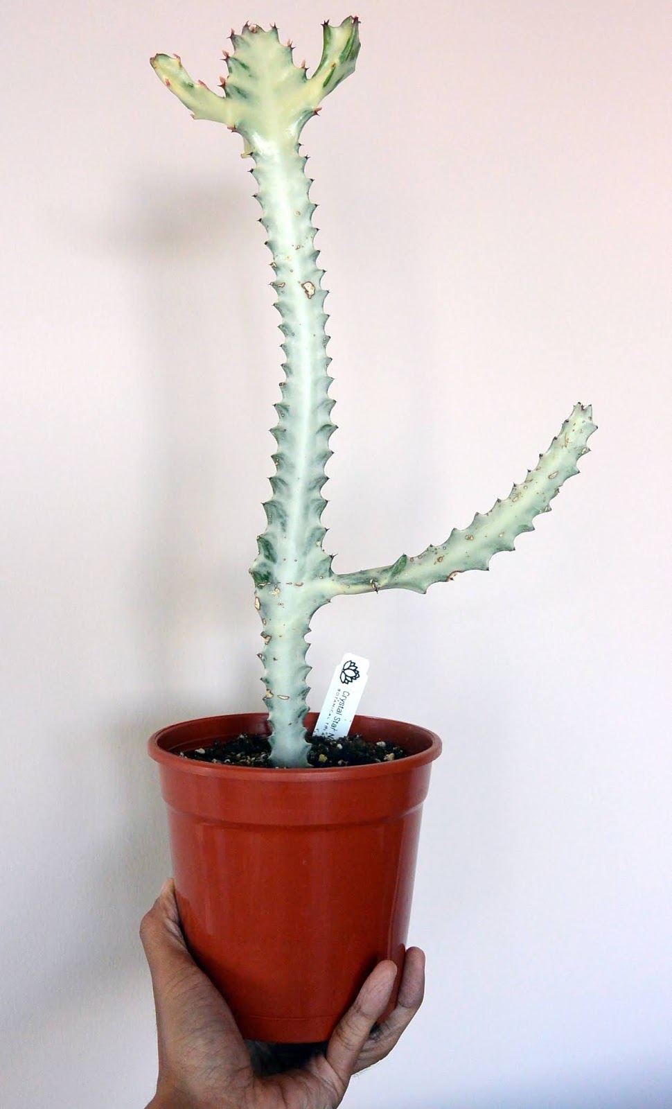 Crystal Star Nursery | 20815 2nd Concession Rd, East Gwillimbury, ON L9N 0G9, Canada | Phone: (905) 478-8398