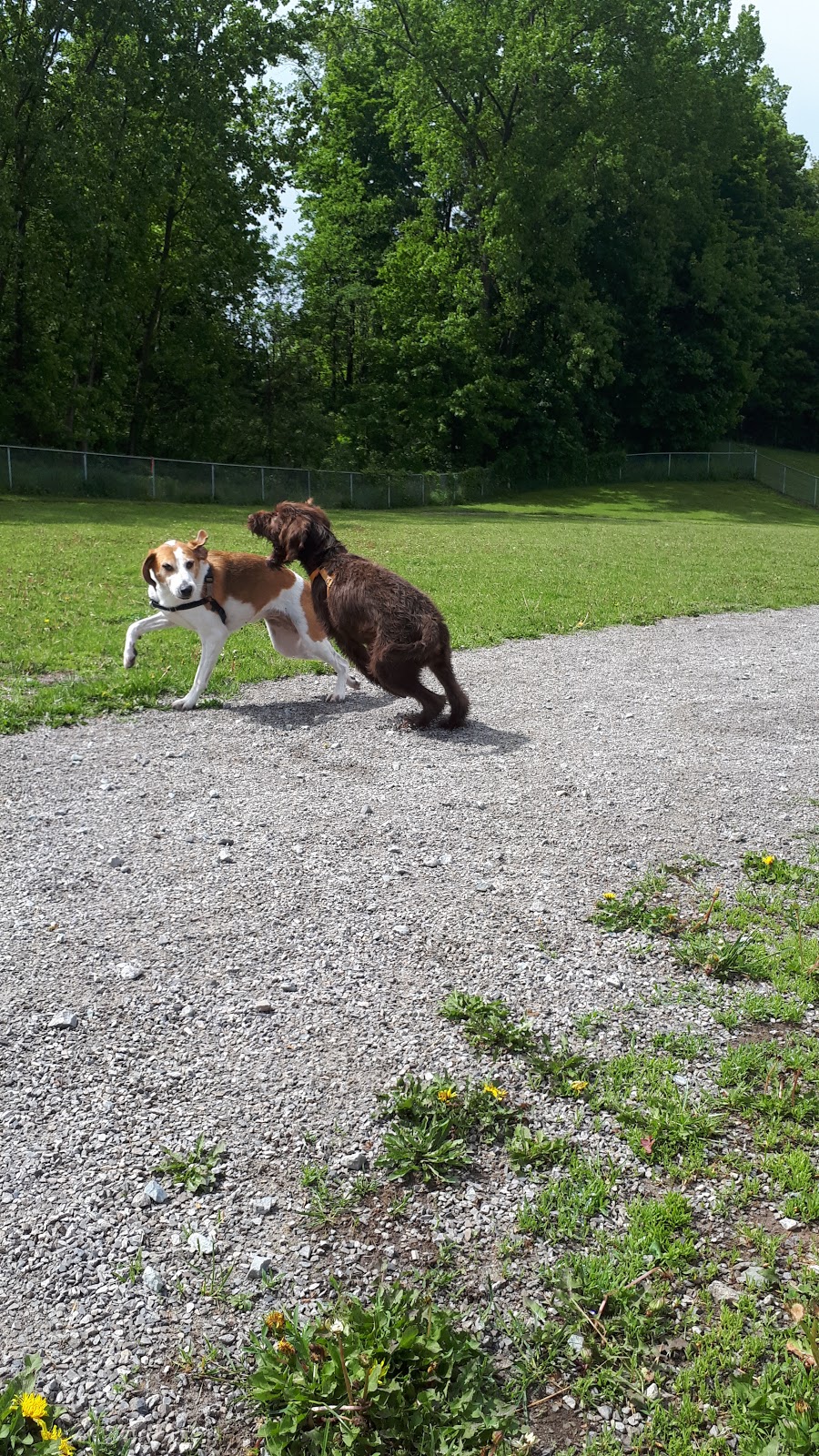 Leash Free Pelham Dog Park | 1671 Centre St, Ridgeville, ON L0S 1M0, Canada
