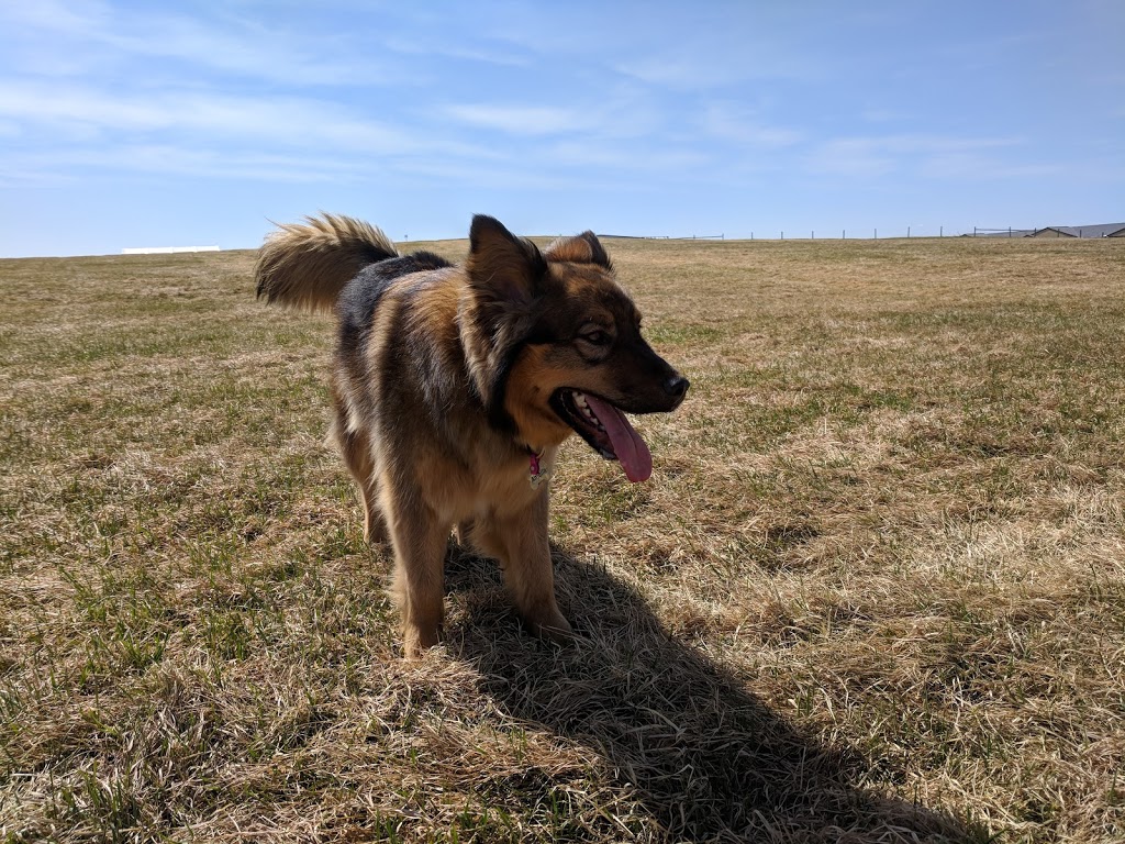 Umbach Off-leash Dog Park | 969 Boulder Blvd, Stony Plain, AB T7Z 2Y2, Canada