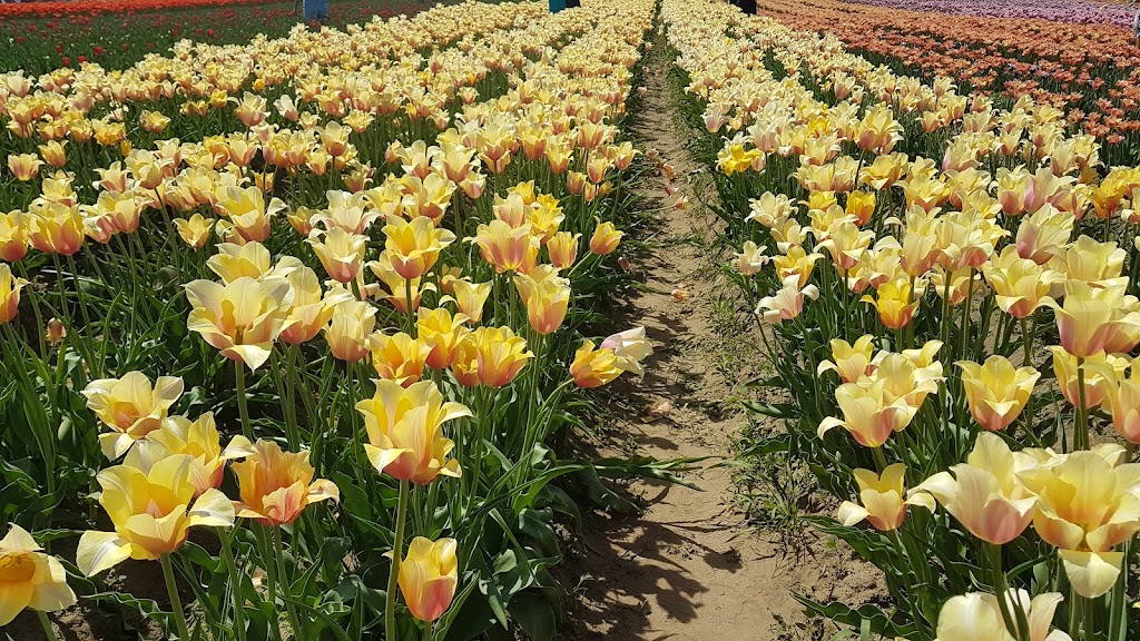TASC Tulip Pick Farm | park | 1415 Balfour St, Fenwick, ON L0S 1C0, Canada | 8482172661 OR +1 848-217-2661