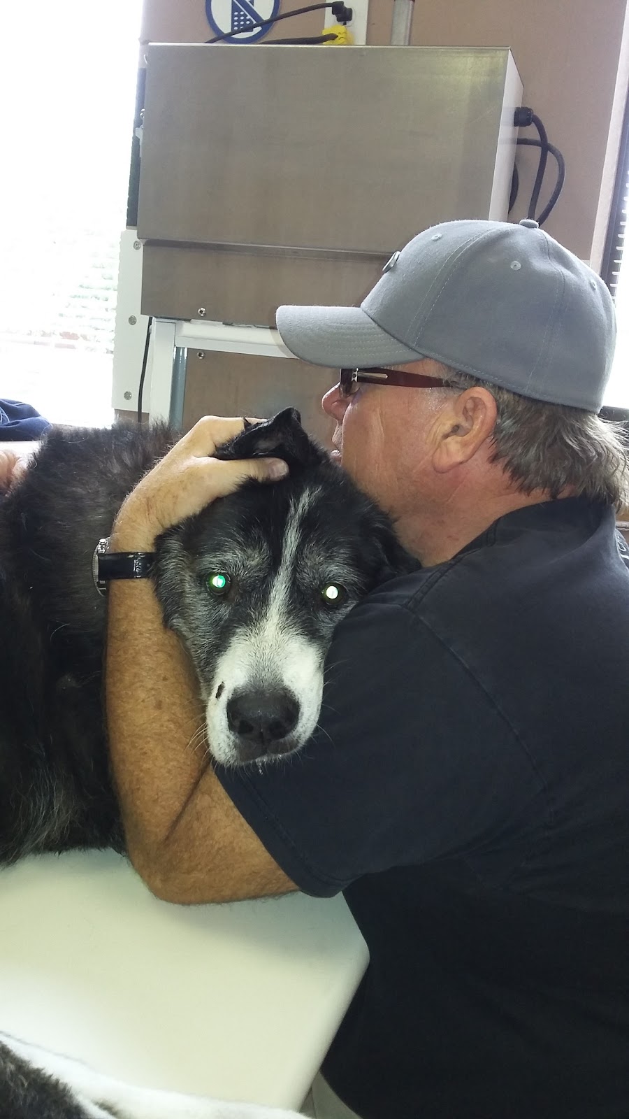 Transcona Veterinary Hospital | 501 Pandora Ave W, Winnipeg, MB R2C 1M8, Canada | Phone: (204) 222-5251