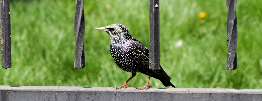 Pest Kings Wildlife & Pest Control Alliston | 140 Victoria St E, Alliston, ON L9R 1K6, Canada | Phone: (647) 988-5034