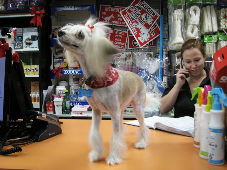 Animalerie Le Toucan | 89, D, Chemin de Lavaltrie, Lavaltrie, QC J5T 2H5, Canada | Phone: (450) 586-0654
