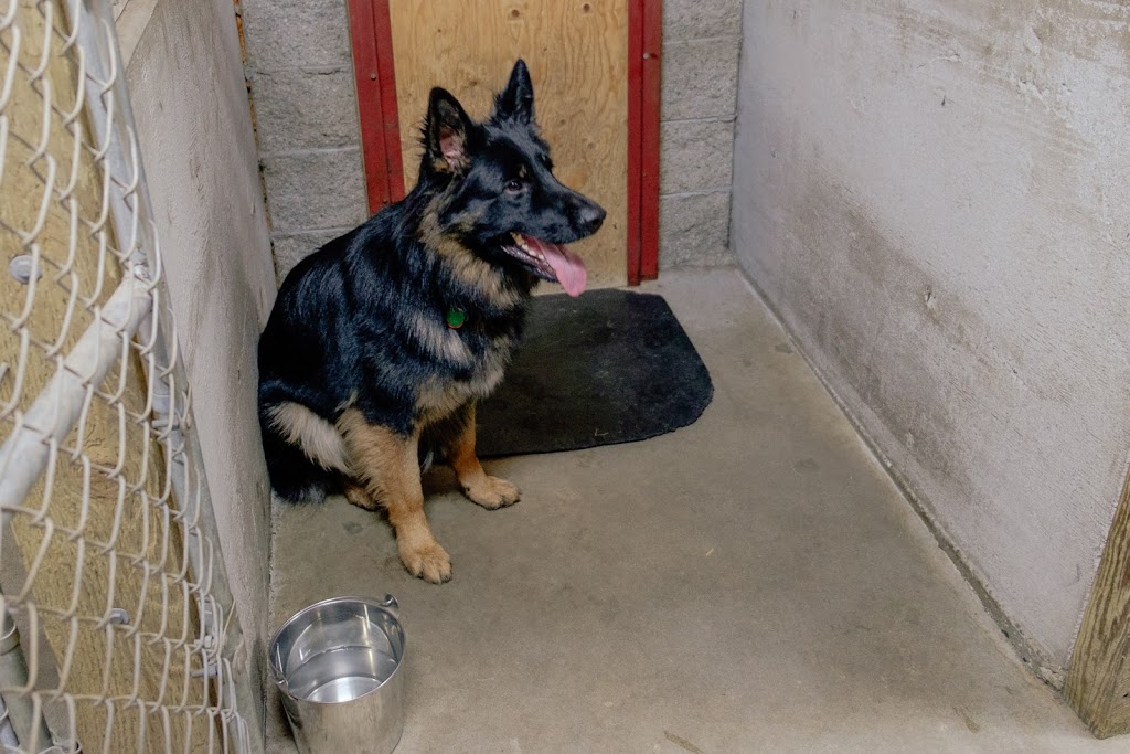 Happy Haven Kennels | 19682 Richardson Rd, Pitt Meadows, BC V3Y 1Z1, Canada | Phone: (604) 465-5790