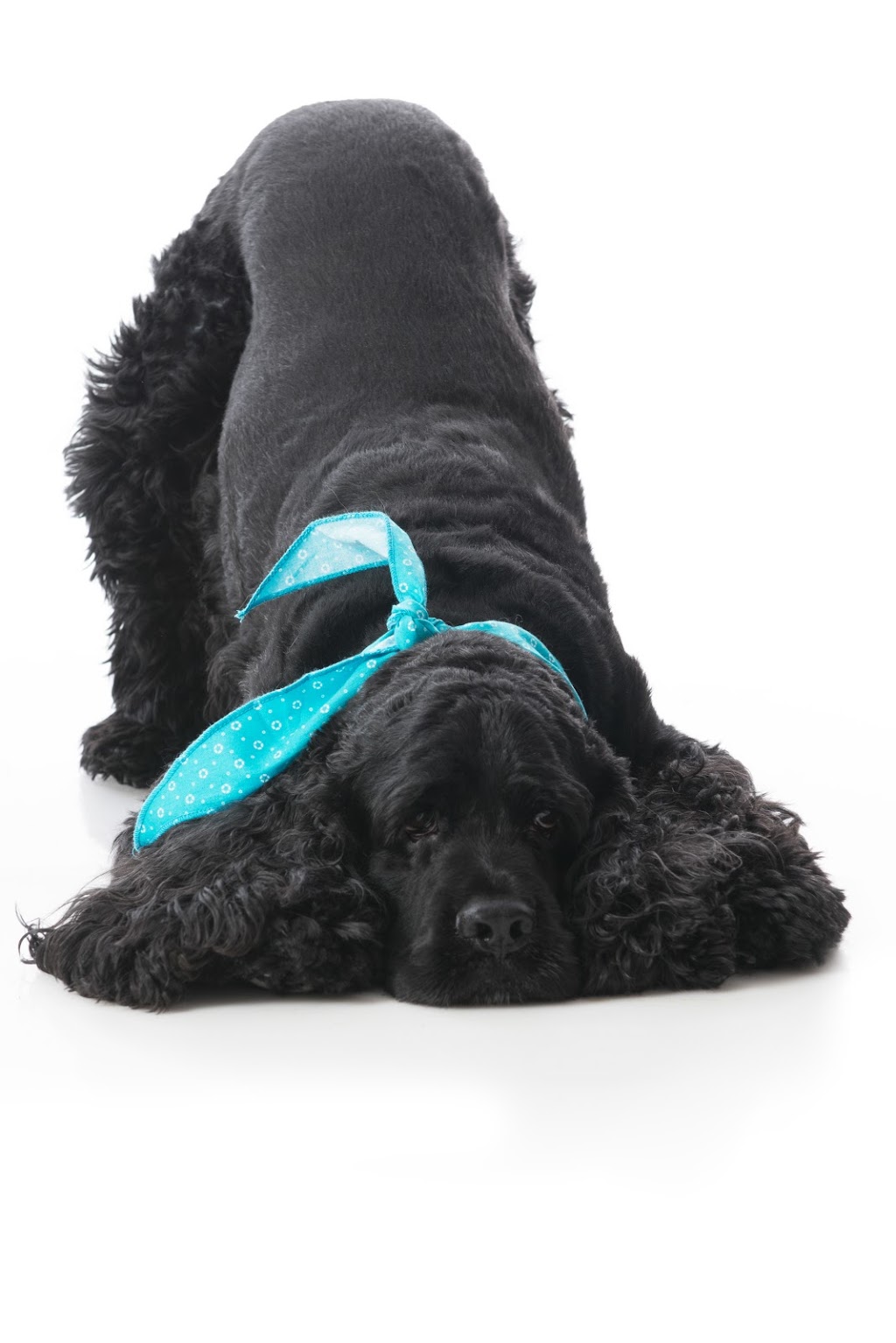 Clinique Vétérinaire Animalis | 2680 Boulevard Laurier E, Saint-Hyacinthe, QC J2R 1P8, Canada | Phone: (450) 771-6789