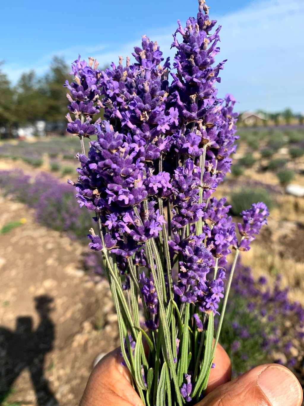 Violet Hill Lavender | 3634 County Rd 8, Picton, ON K0K 2T0, Canada | Phone: (647) 831-3203
