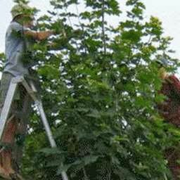 Manotick Tree Movers | 1966 Carsonby Rd W, North Gower, ON K0A 2T0, Canada | Phone: (613) 489-1116