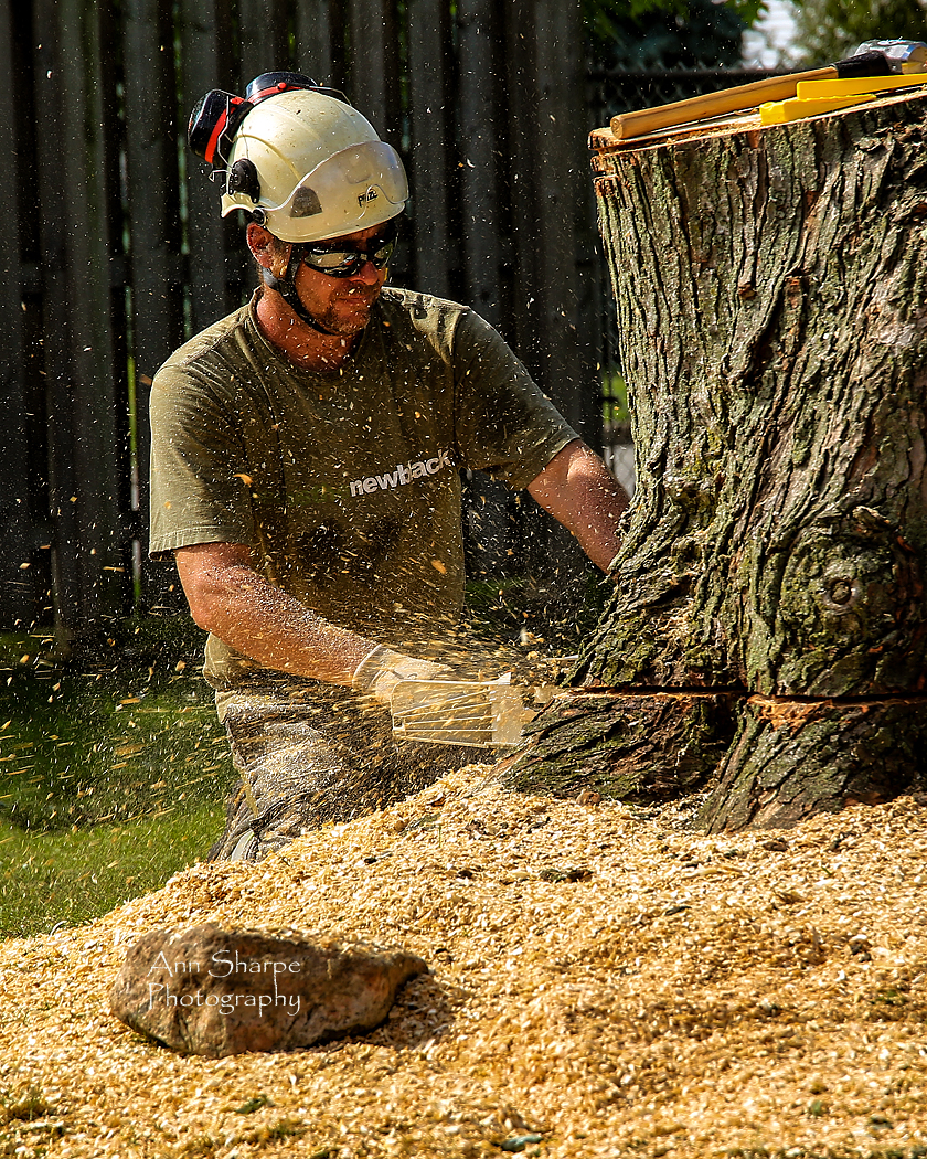 Trees Company, niagara region | 310 Crowland Ave, Welland, ON L3B 1X6, Canada | Phone: (289) 821-3125