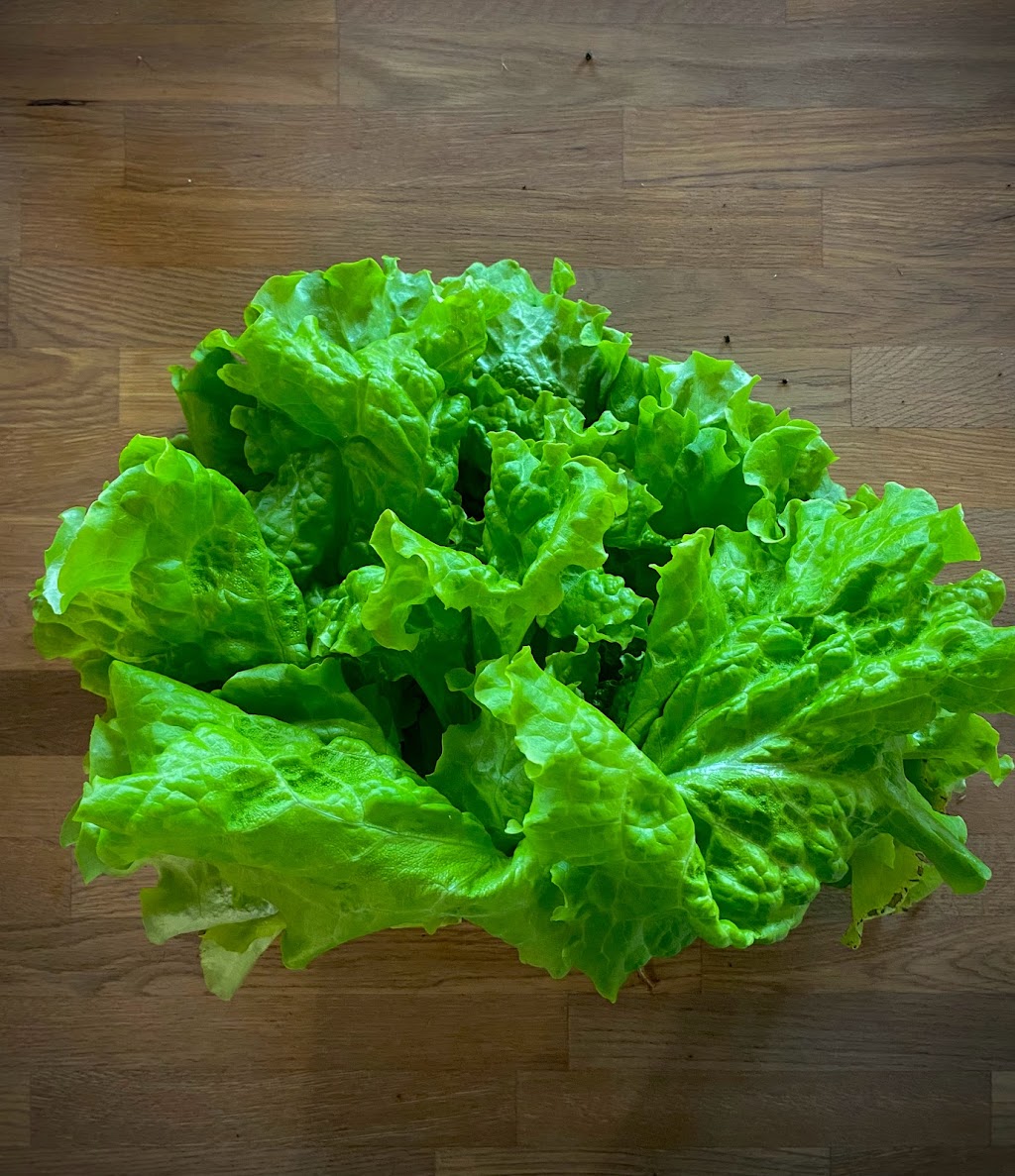Nexlevel Greens Ltd. | Rr21-1 123041, Picture Butte, AB T0K 1V0, Canada | Phone: (403) 331-1651