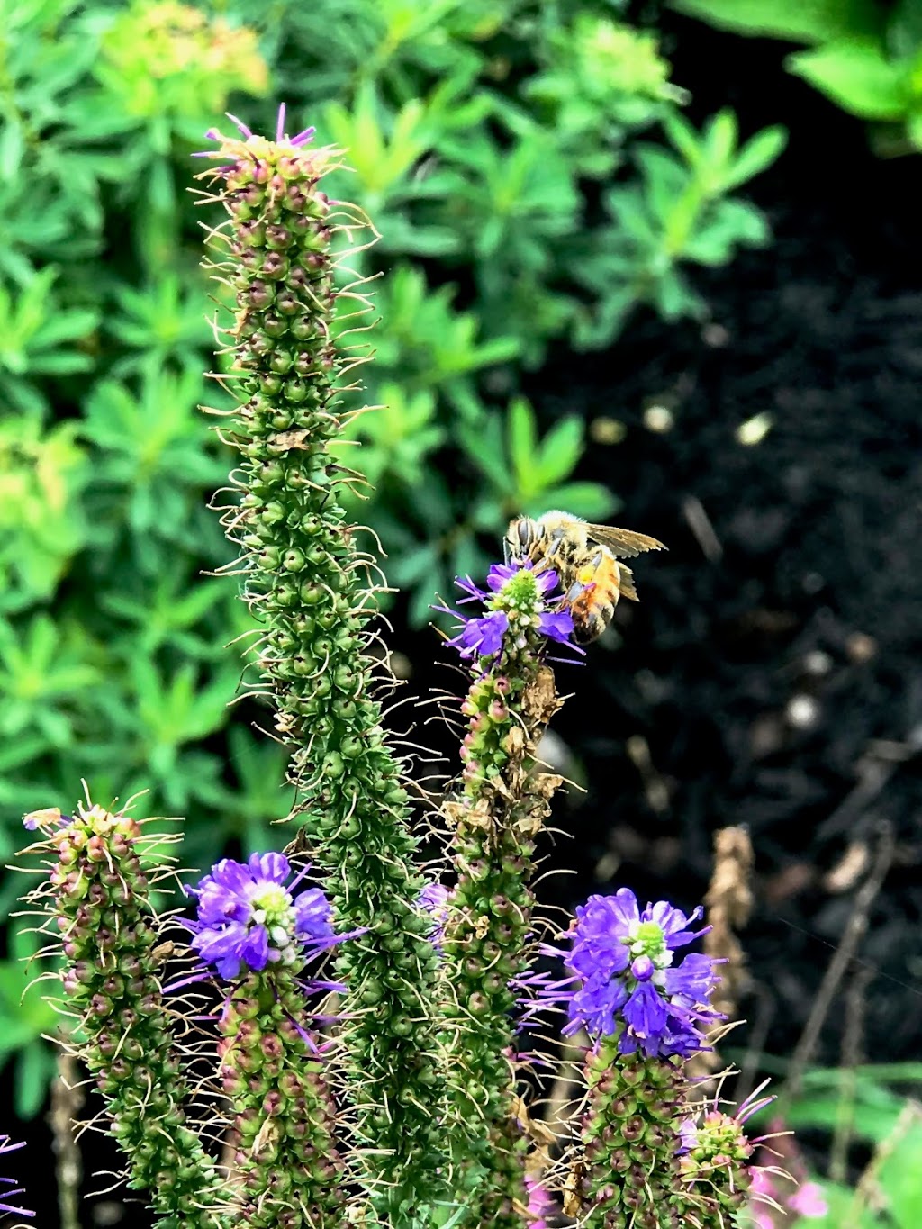 Arnolds Apiary - Fresh Natural Honey | 259 Omega Rd, Kirkfield, ON K0M 2B0, Canada | Phone: (905) 717-3462