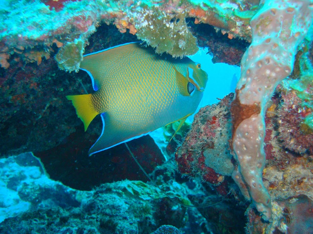 Bobs Scuba Shop | 220 1/2 Kenilworth Ave N, Hamilton, ON L8H 4S2, Canada | Phone: (905) 549-1043
