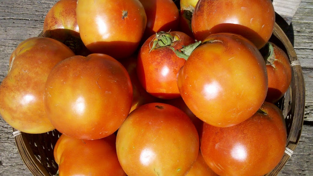 Brandner Farms Organics | 1390 Walker Rd, Windsor, ON N8Y 4T9, Canada | Phone: (519) 252-0006