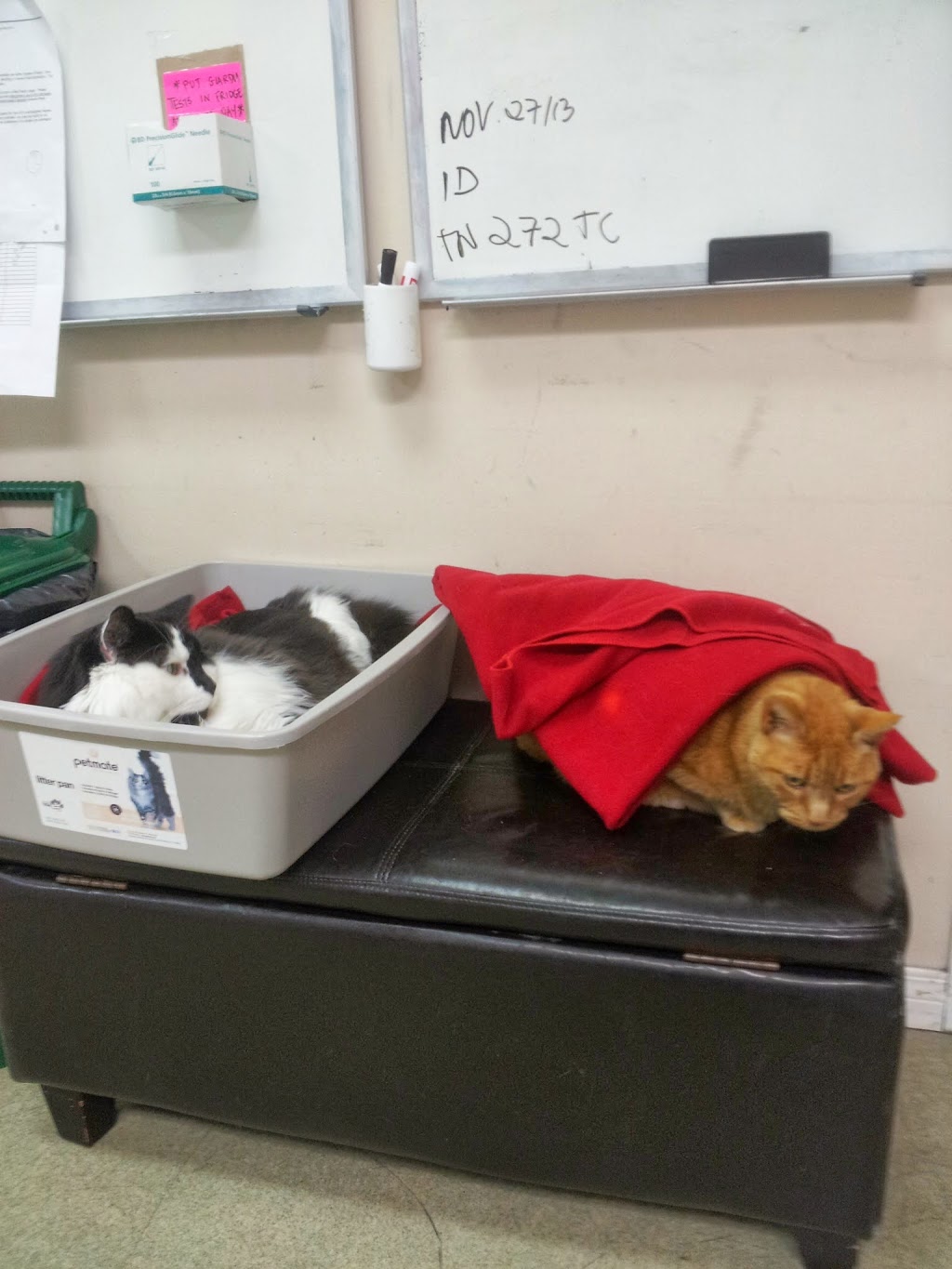 Arbutus West Animal Clinic | 2809 W 16th Ave, Vancouver, BC V6K 3C5, Canada | Phone: (604) 736-6701