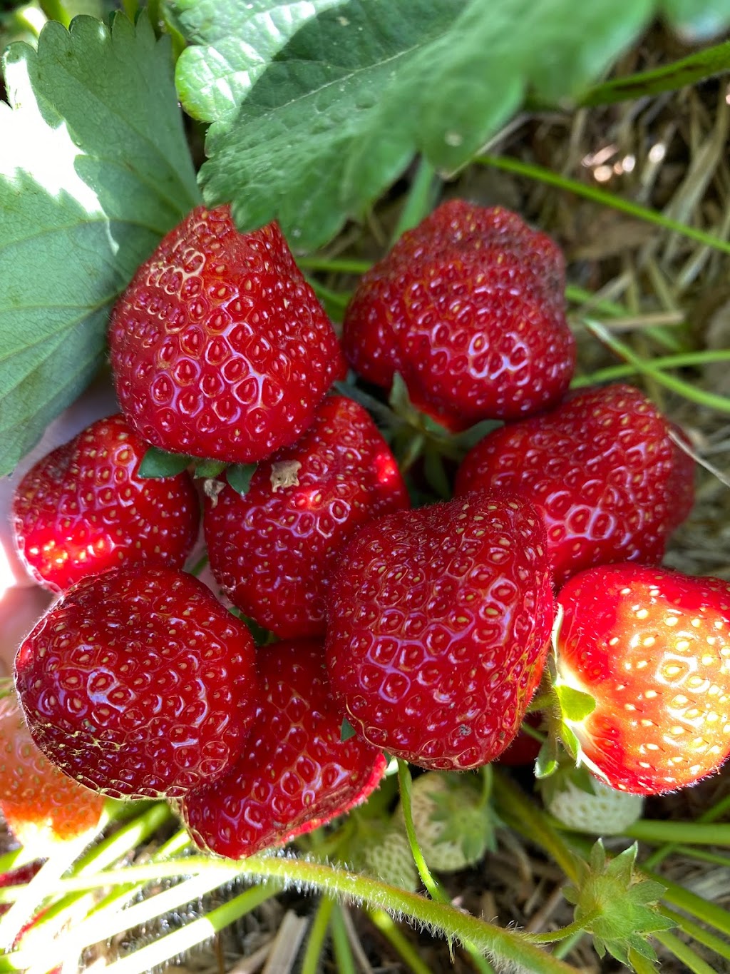 Vandorp Farms | 3786 Northumberland County Rd 28, Port Hope, ON L1A 3V6, Canada | Phone: (905) 373-3191