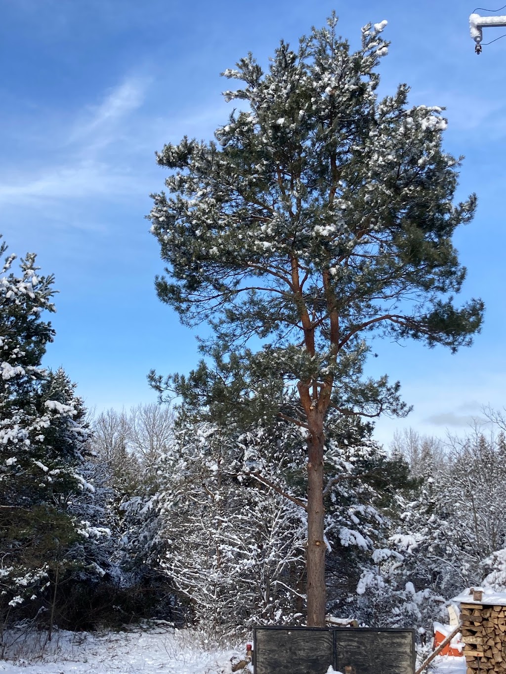 Schmeler Tree Removal and services | 369 Pickerel & Jack Lake Rd, Burks Falls, ON P0A 1C0, Canada | Phone: (705) 783-8247