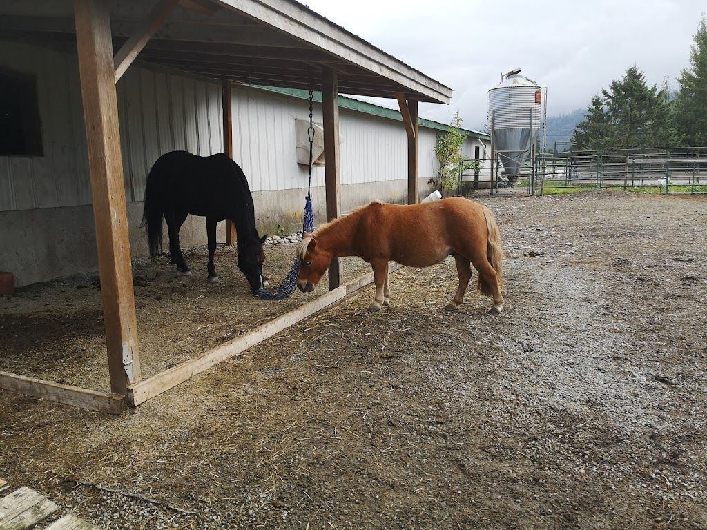 Discovery Equine at Cheam Stables | 9345 Ford Rd, Rosedale, BC V0X 1X2, Canada | Phone: (604) 316-0803