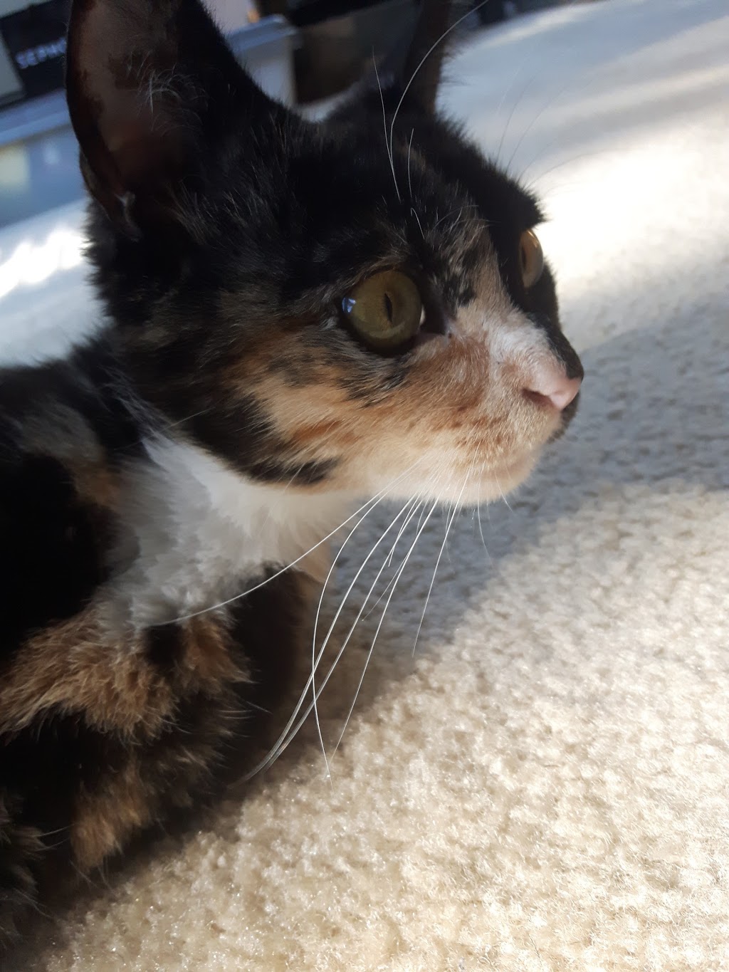 BC SPCA Abbotsford Community Animal Centre | 34312 Industrial Way, Abbotsford, BC V2S 7M6, Canada | Phone: (604) 850-1584