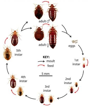 Prairie Pest Control Inc | 3808 Fairlight Dr #313, Saskatoon, SK S7M 5H1, Canada | Phone: (306) 850-9000